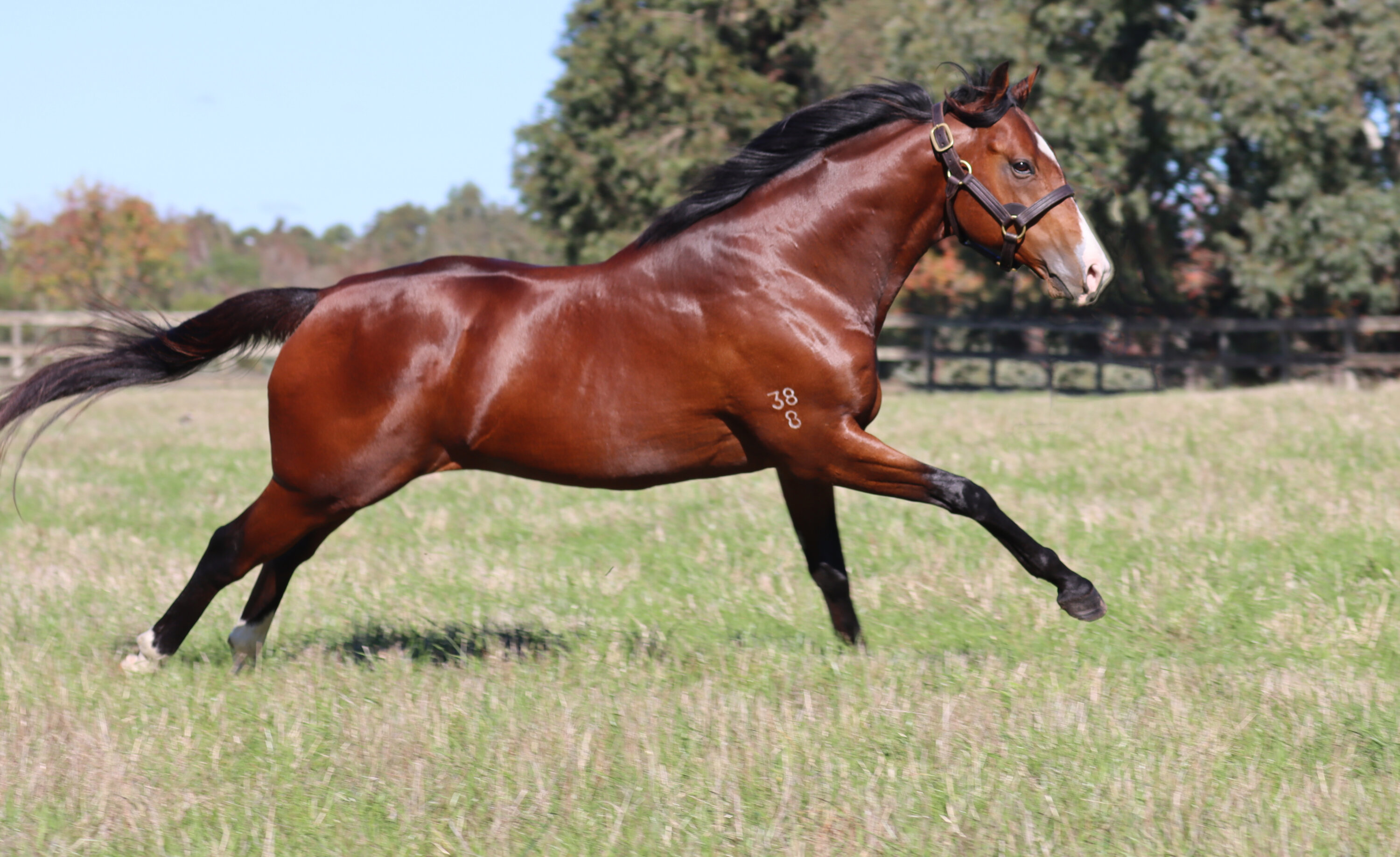 ROSEMONT STALLION PARADE 2023 - Rosemont Estate